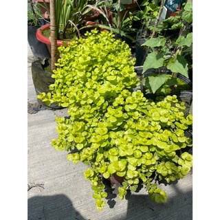 花花世界 黃金錢草 6吋盆栽 簡單易種水生植物, 1個