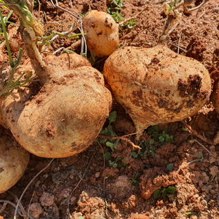 슈퍼푸드 히카마 국내산 혈당관리 히까마 멕시코감자 베트남 아삭 신선 감자, 1개, 국산 3kg