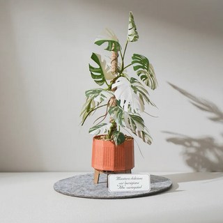 紙風景 紙模型 白斑龜背芋 雷射材料包 手作擺飾 附展示盒, 1個, 白斑龜背芋（9028415）