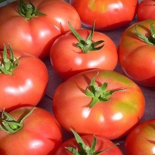 자연담음주완숙토마토10kg(1-3번과), 1박스, 10kg