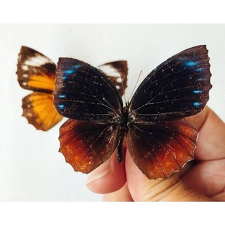 紫蛇目蝶蝴蝶標本A1級-印尼群島產未展翅乾貨收藏