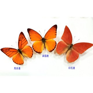 蟲新發現 蝴蝶標本A1 紅粉蝶三亞種 未展翅乾貨 昆蟲模型, 1個, 菲國產
