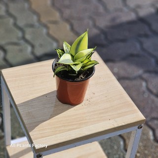 무배특가 골드허니 골드하니 산세베리아 노란산세 소품 에이피플랜츠, 1개, 기본