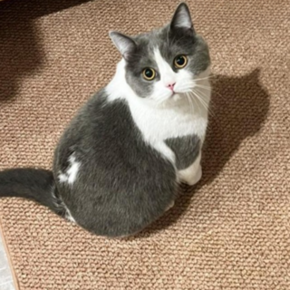 미리모아 미끄럼방지 고양이 스크래쳐 매트, 브라운, 1개