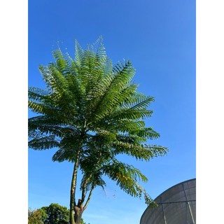 【花痴植人】售罄 心夜Heart of the Night雞蛋花, 35公分左右無根枝條