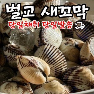 싱싱통통 벌교 새꼬막 당일채취 당일발송, 1박스, 1kg
