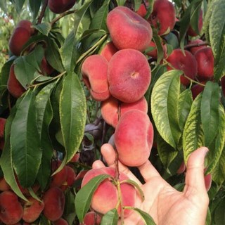 납작 복숭아나무 2년상묘 거반도 복숭아 묘목, 납작 복숭아 2년생상묘 접목1년상묘