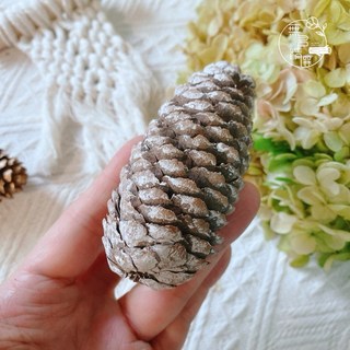 綜合松果 染色松果 果實 DIY 拍照道具 落葉松 大松花 小毬果 刷白 玫瑰杉松 花圈佈置 花圈材料 藤蔓花圈, 雪花 白雲山6-8公分（1顆）
