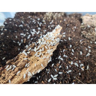 드워프화이트 50마리 드화 분해생물 쥐며느리 공벌레 비바리움 청소부, 1세트