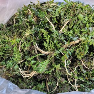 겨울~봄 노지 농산물 모두 합배송 시금치 풋마늘 냉이 방풍나물, 1개, 300g