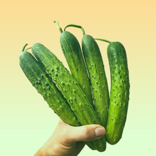 국내산 산지직송 백다다기 백오이 조선오이, 1개, 1kg(특품)