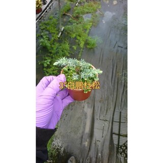 霏霏園藝 白鵬杜松盆栽, 1個