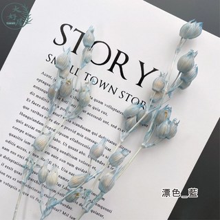 大好屋 永生蠅子草 風鈴花 乾燥花 插花花藝 DIY手作, 蠅子草【漂色_藍】小束