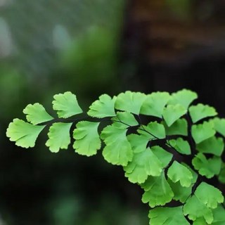 苔鑽 鐵線蕨 (買3送3) 約15-25cm 蕨類植物 觀葉迷你盆栽, 1個