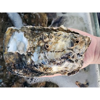 국내산 자연산 바위굴, 1박스, 바위굴 4kg(8-16미)