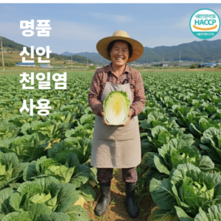 [HACCP인증] 강원도 해남 산지직송 청정 고랭지 김장배추 10kg 최상품 신안천일염으로 절임배추 국내산100%, 11월 18일 화요일도착, 1박스