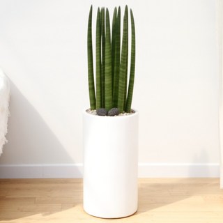 드셀플라워 금전수 중형 개업 화분 집들이 선물 승진 사무실 이전 병원 개원 식당 개업식 축하 화분 배달 당일배송, 23.중형_스투키