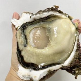 왕굴 바위굴 10kg 겨울석화 5kg 캠핑음식 홈파티 굴요리 산지직송, 1개, 바위굴5kg