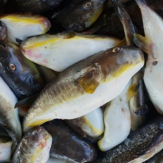 싱싱햇 국산 생물 손질 밀복 복어 밀복어, 손질후 1.2kg(2-4미), 1세트, 1.2kg(2-4미)