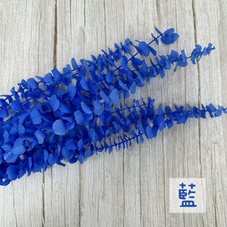 進口不凋寶貝尤加利葉原裝把販售小圓葉乾燥花永生花不凋花, 藍