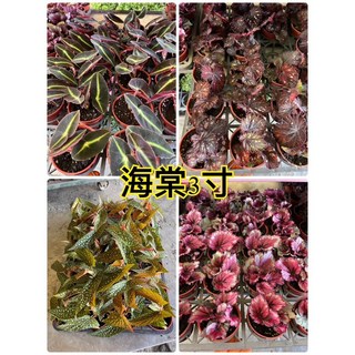 霏霏園藝 海棠 3吋特價50元, 1個