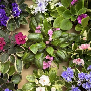 미니바이올렛 수입 바이올렛 꽃 나무 고급식물, 4개, 기본