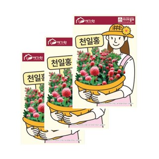 아시아종묘 씨앗 고급꽃 천일홍 100립 3ea, 3개