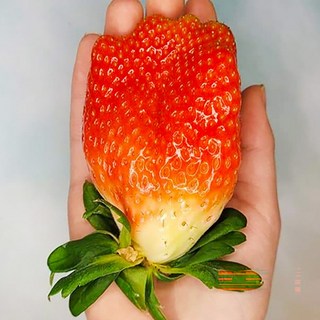 [1%프리미엄] 충남 논산 킹스베리 딸기, 1박스, 800g (대왕특)