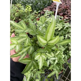 霏霏園藝 白鳳鳥草 特價3吋盆栽 (每棵49元) ，綠意盎然，點綴您的生活空間, 1個