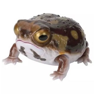 일본정품 반다이 생물대도감 개구리 두꺼비 양서류 가챠, 사마귀 개구리 1