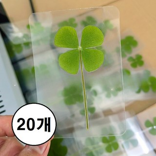 행운의 네잎크로버 코팅 카드 합격 기원, 20개