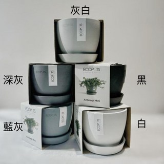 盆空間 金錢樹室內觀賞植物盆栽 綠意盎然 招財納福, 1個, 植物+土壤+環保盆+底盤（3.5吋盆）