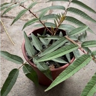 萬花叢 香草植物【刺蔥(紅骨)】5吋盆栽 - 居家香料植物，新手友善，陽台盆栽推薦, 紅骨, 1個