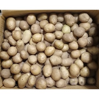 국내산 감자 수미 하지 햇감자 소 알감자, 1개, 1kg