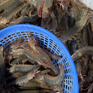 살아있을때 급속냉동한 국내산 제철 흰다리새우, 1개, 1kg(50미)