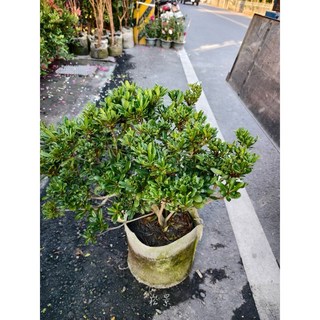 霏霏園藝班葉海棠盆栽 色彩鮮豔易於照料 居家園藝首選 美化空間淨化空氣, 1個