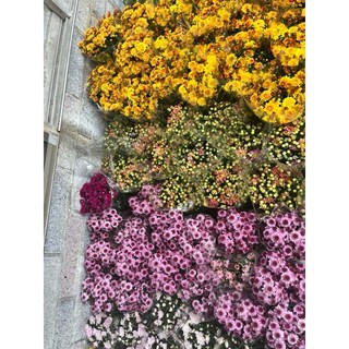 霏霏園藝菊花5吋盆栽特價優惠中 居家盆栽植物 美化環境 淨化空氣, 1個