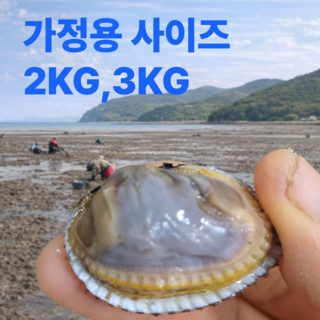 [당일50개한정] 벌교 꼬막 살이꽉찬 새꼬막, 1개, 3kg
