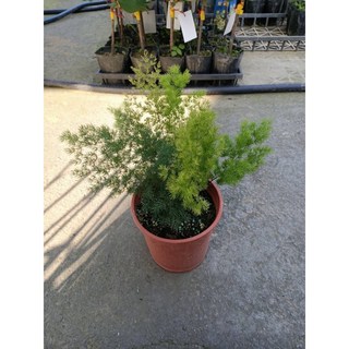 霏霏園藝 蓬萊松, 1個