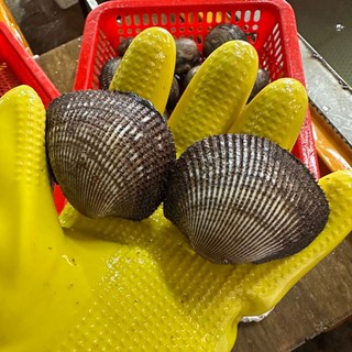 남해안 피조개 피꼬막 3kg(50미 내외), 1개, 3kg