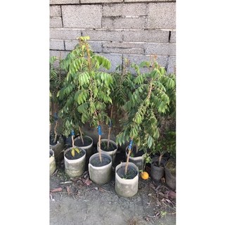 霏霏園藝四季龍眼.7吋美植.三年苗出清特價 六盆可選 單棵含運800元, 1個