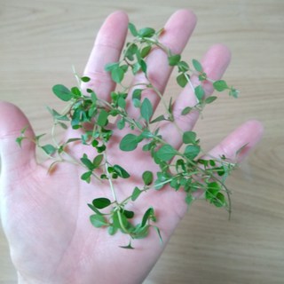 타임 허브 생잎 100g, 1개, 레몬타임