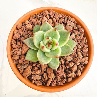 다육식물 선인장 블루드레곤 농장직송 산아래 다육이 생병력최고 키우기쉬운 공기정화