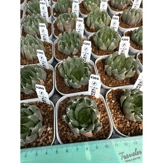 MC多肉園 嚴選百合科多肉植物 多款可選 療癒盆栽