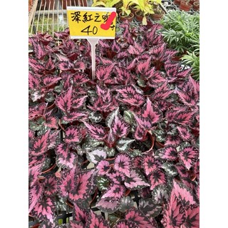 霏霏園藝 深紅之吻海棠 3吋盆栽 花色鮮明易栽種 適合陽台庭院 為居家環境增添色彩, 1個