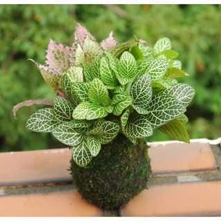 花樣渼栽盆栽生活館 三色苔球 森林系苔球 (免盆) 室內植物 療癒辦公室小物, 1個, 粉紅+青綠+綠(圖1-2)-原色球體