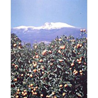 유기농귤 무농약귤 타이백귤 효돈귤 서귀포귤 꿀단지귤, 1박스, 10kg, 귤