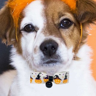 해피파티 할로윈 방울 목걸이 펌프킨 리본, 본품, 1개