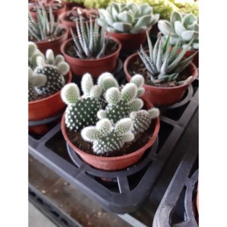 花花世界 多肉植物 米老鼠仙人掌 3吋盆栽 (高5-10cm) 可愛造型 辦公室盆栽 療癒小物, 1個, 米老鼠仙人掌 3吋盆