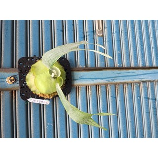 鹿角蕨, 綠, 1個